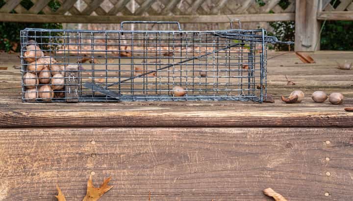 Professional-Wildlife-Control in Lake County